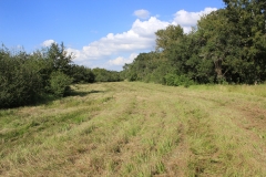 tree brush mix