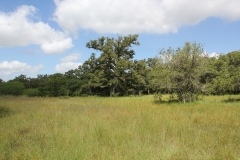 oaks