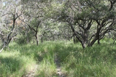trail