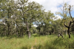 trees