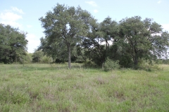 oaks 2