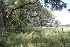 oaks