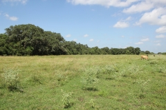 pasture