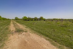 IMG_7977