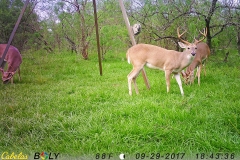 deer cam 1