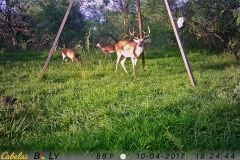 deer cam 2