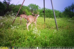 deer cam 3