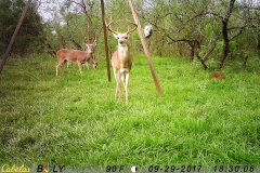 deer cam 4