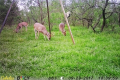 deer cam 5
