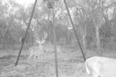 Deer