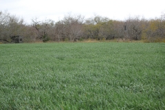 bow blind on oats