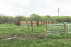 cattle pens