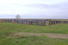 cattle pens