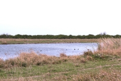 ducks
