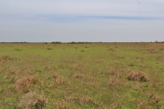 pasture