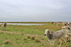 pond 2