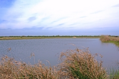 pond 4