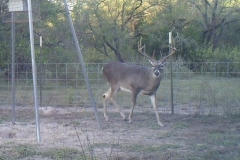 deer feeder