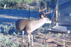 buck at feeder