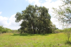 koontz ranch 14