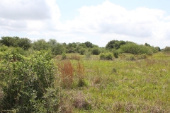 koontz ranch 5