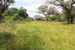 koontz ranch 9