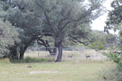 deer high fence