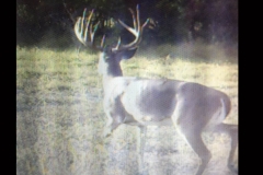 game cam pic 1 landscape