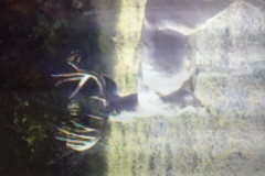game cam pic 1