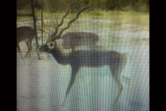 game cam pic 2 landscape