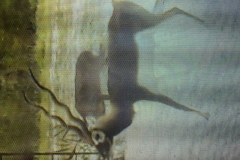 game cam pic 2