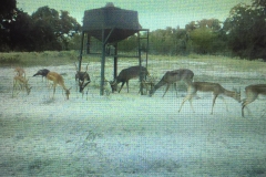 game cam pic 3