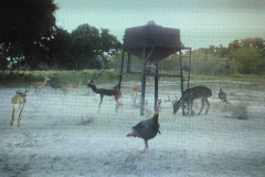game cam pic 4