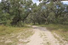 oaks