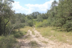 wooded areas