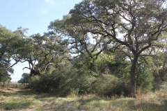 Terryville Ranch 11-Oaks