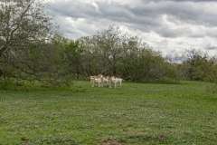 IMG_9203_2