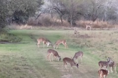 Goliad-50-Deer-Group