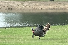 Goliad-50-Turkey