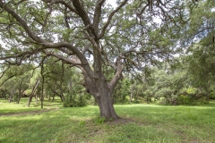guadalupe river property oak