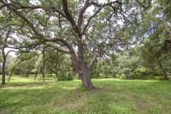 large oak