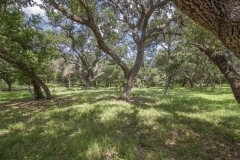 oaks 3