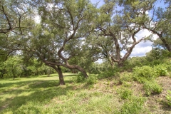 oaks 5