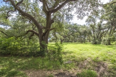 oaks 7