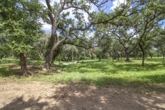 oaks
