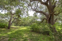 wooded areas 4