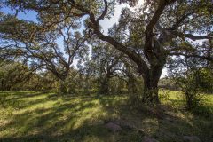 IMG_7443