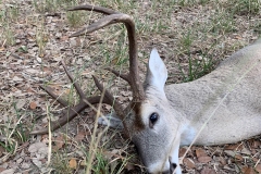 deer-pic