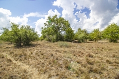 Reinecke-Road-Ranch-11