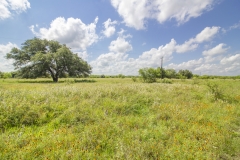 75-Acres-SARR-Oak-Trees-3